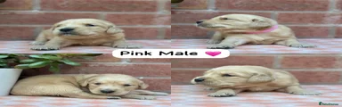 Pink Collar Male 