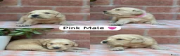 Golden Retriever dogs for sale: HEALTH TESTED PEDIGREE KC GOLDEN RETRIEVER PUPPIES - Advert 13