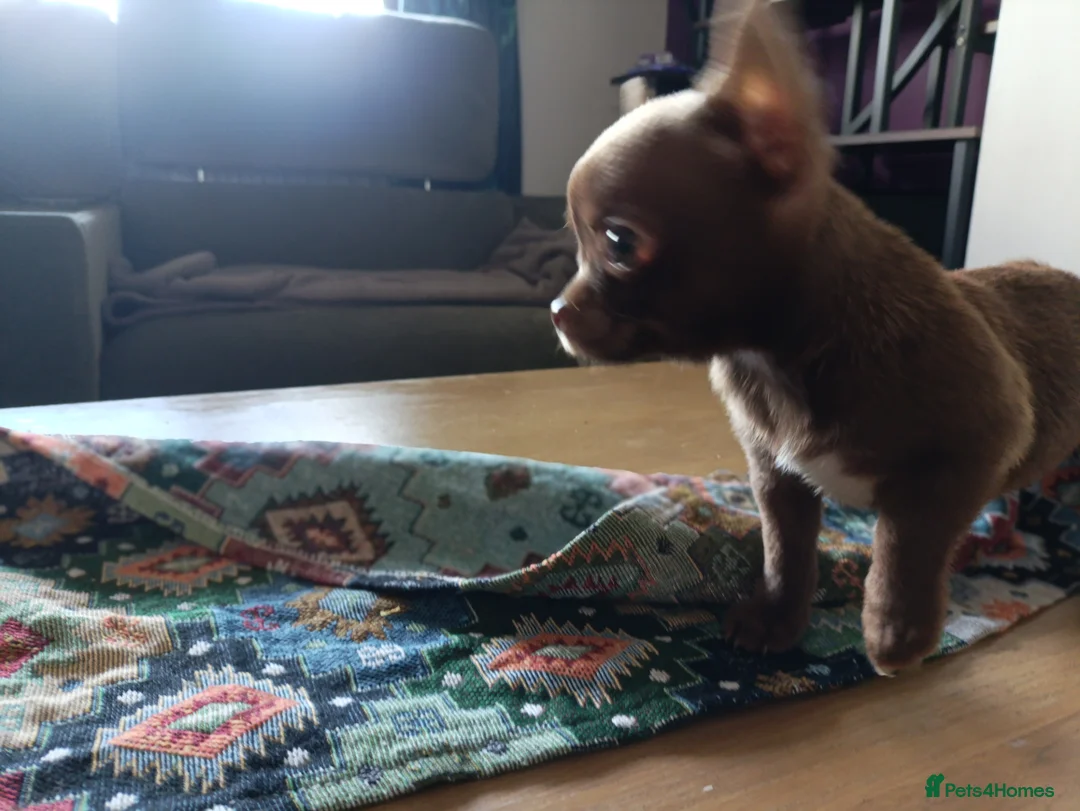 Chihuahua dogs for sale: please read description - Advert 11