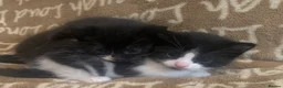 Mixed Breed cats for sale: Kittens for rehoming can be seen with mum 😊  in Liverpool - Advert 6