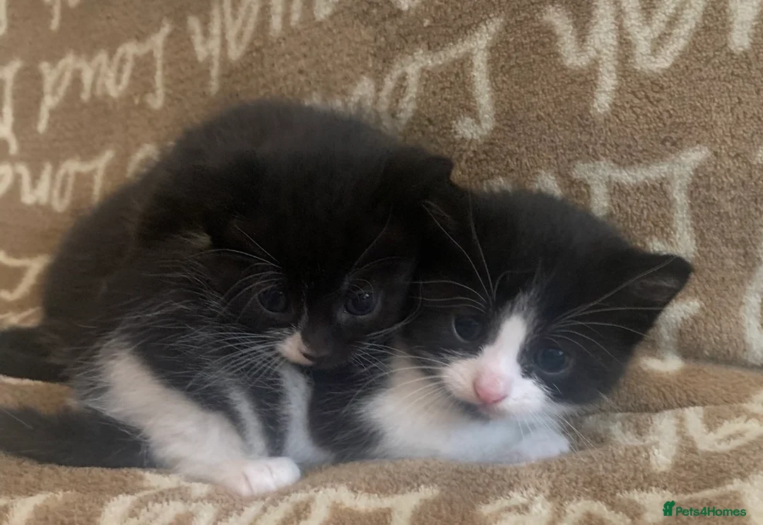 Mixed Breed cats for sale: Kittens for rehoming can be seen with mum 😊  in Liverpool - Advert 6