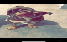 English Bulldog dogs for sale: English Bulldog for sale 👀 - Image 5