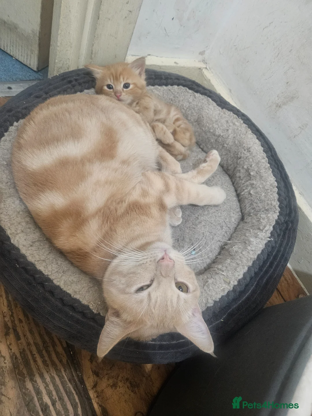 British Shorthair cats for sale: Beautiful gingers  in London - Advert 2