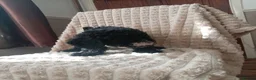 Miniature Poodle dogs for sale: Lovely mini poodles ready to go now  - Advert 27
