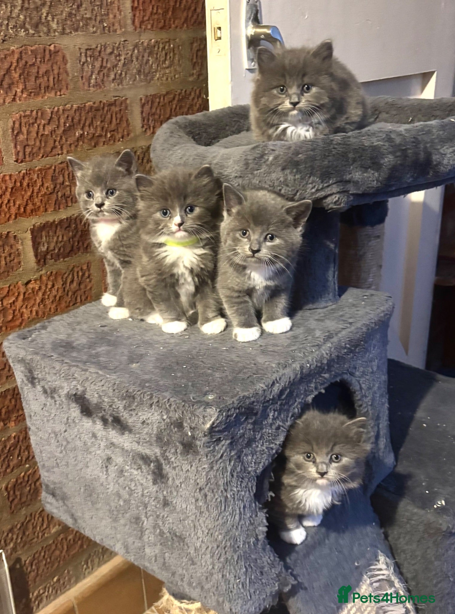 Ragdoll cats Ragdoll x British shorthair kittens - Advert 1