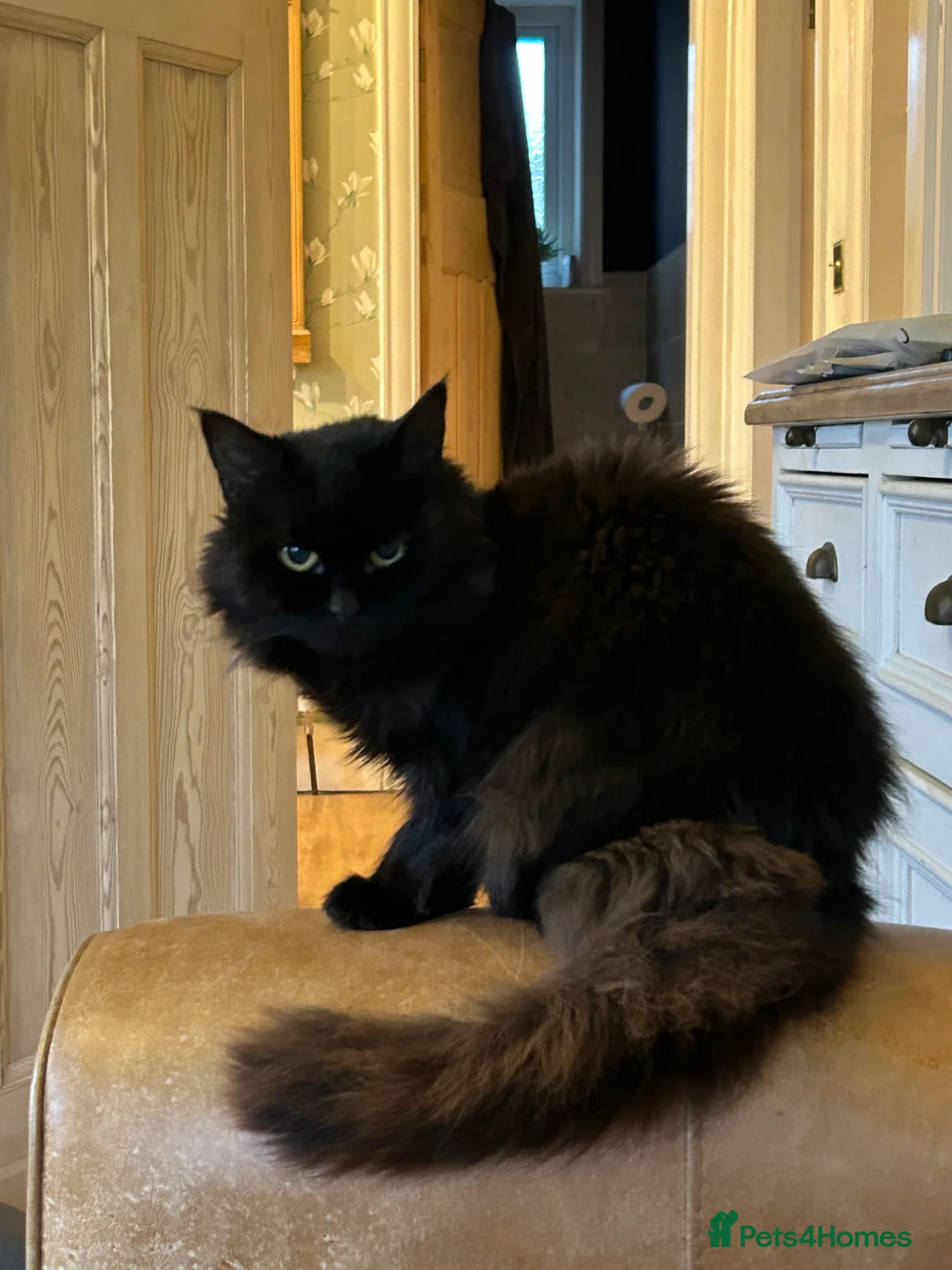 Mixed Breed cats for sale: Annie looking for new home - Advert 1