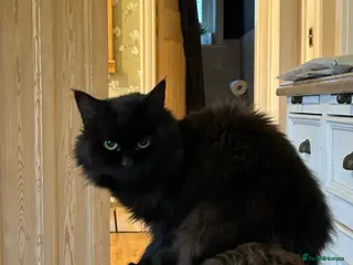 Mixed Breed cats Annie looking for new home - Advert 2