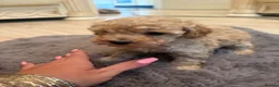 Toy Poodle dogs for sale: Toy poodle puppies  in Hatfield - Advert 7