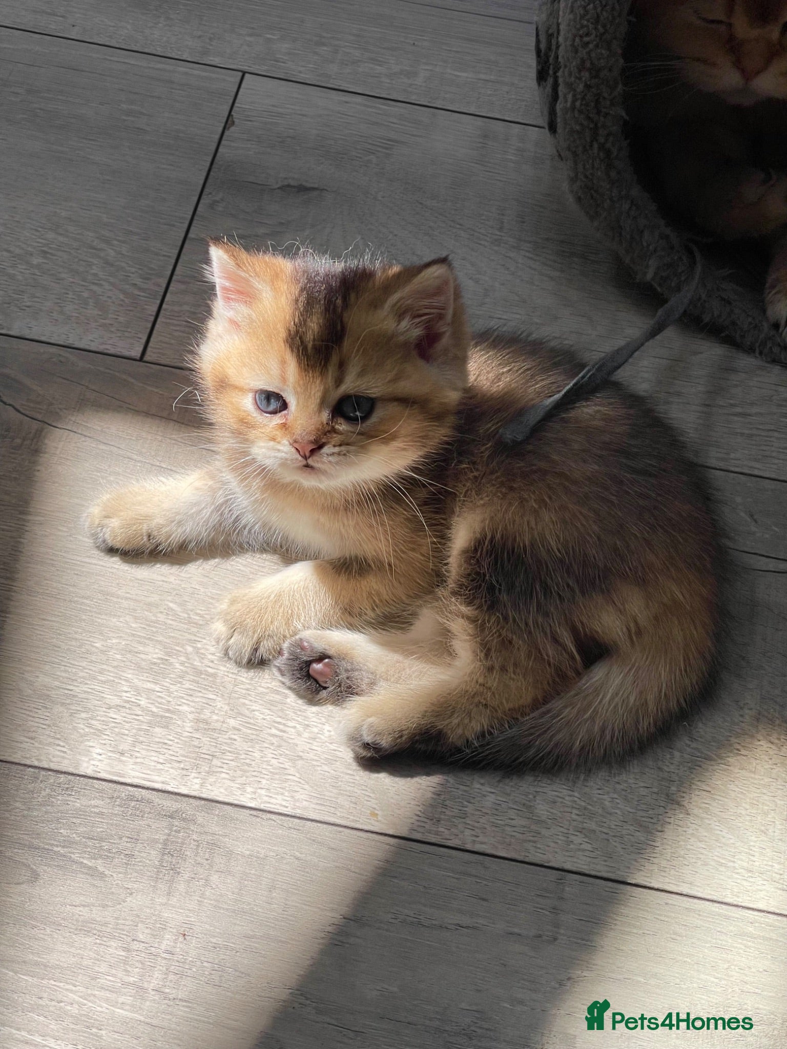 British Shorthair cats 💙Golden BSH kitten 💙 - Advert 2