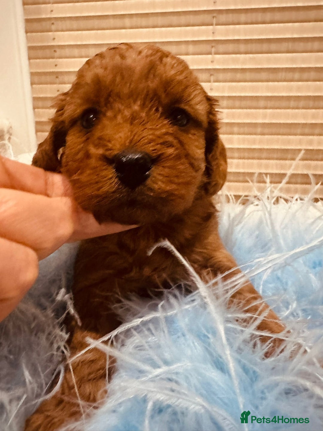 Cavapoo dogs for sale: A wonderful litter of 6 red teddy cavapoos  - Advert 7
