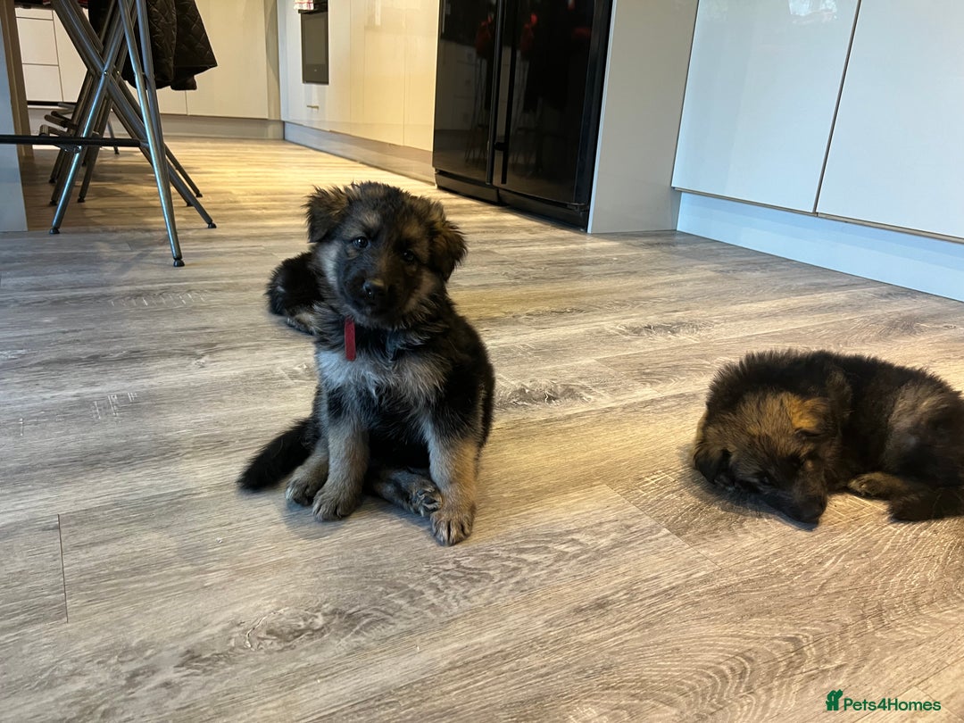German Shepherd dogs for sale: German Shepherd  - Advert 18