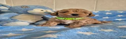 Maltipoo dogs for sale: Beautiful Maltipoo Puppies - Advert 4