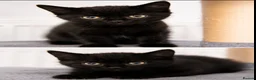Mixed Breed cats for sale: Stunning Black “Mini Panther” Kittens  - Advert 4