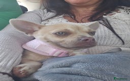 Chug dogs for sale: Female chug - Image 1