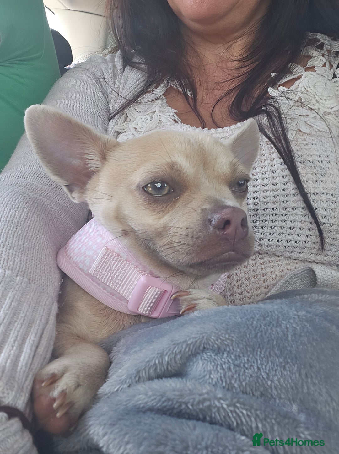 Chug dogs for sale: Female chug - Image 1