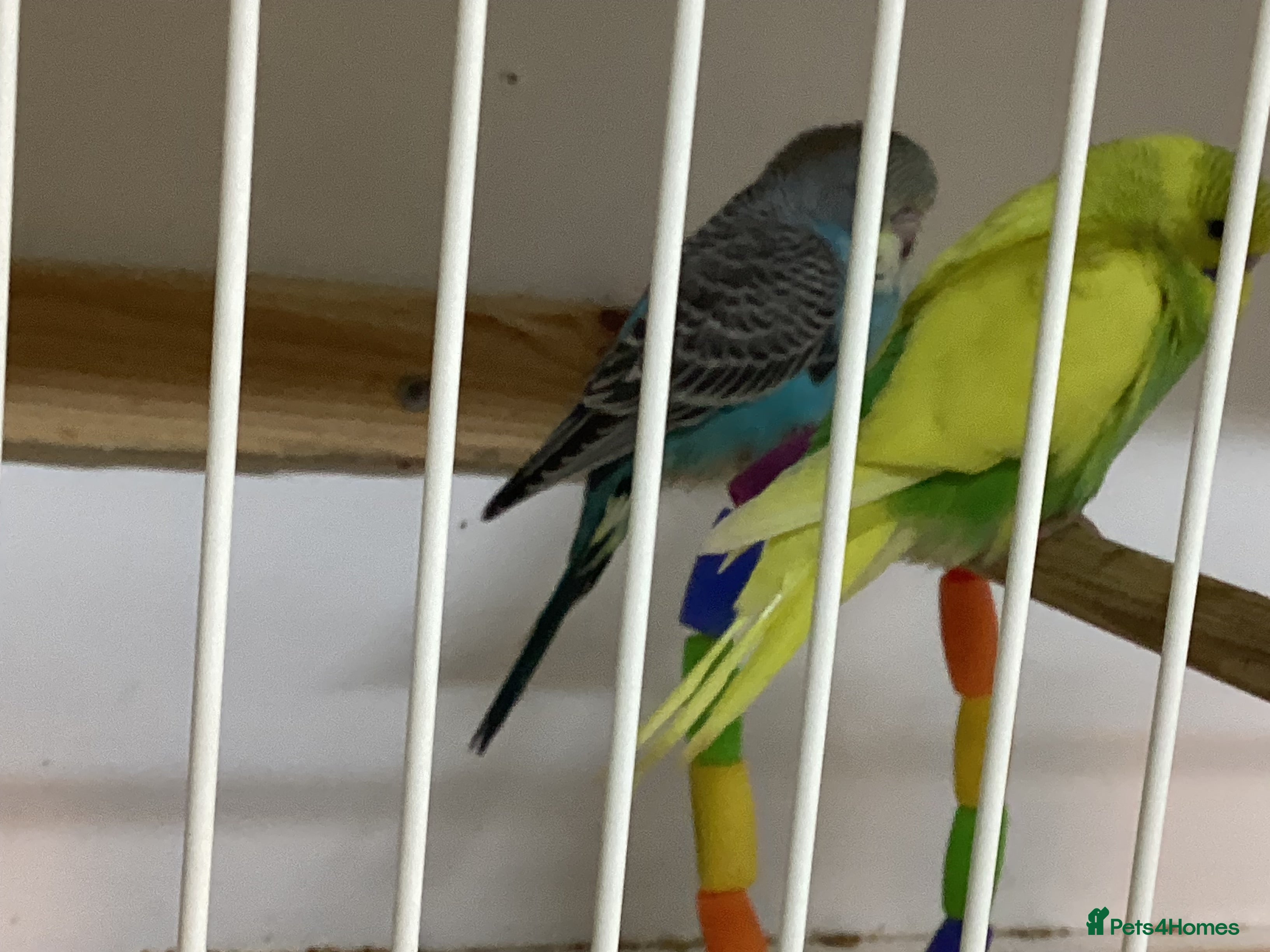 Budgerigars birds 5 baby budgies  - Advert 15