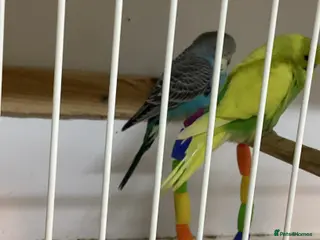 Budgerigars birds 5 baby budgies - Advert 13