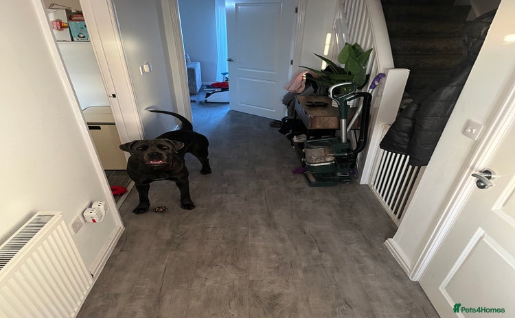 Cane Corso dogs - Advert 1