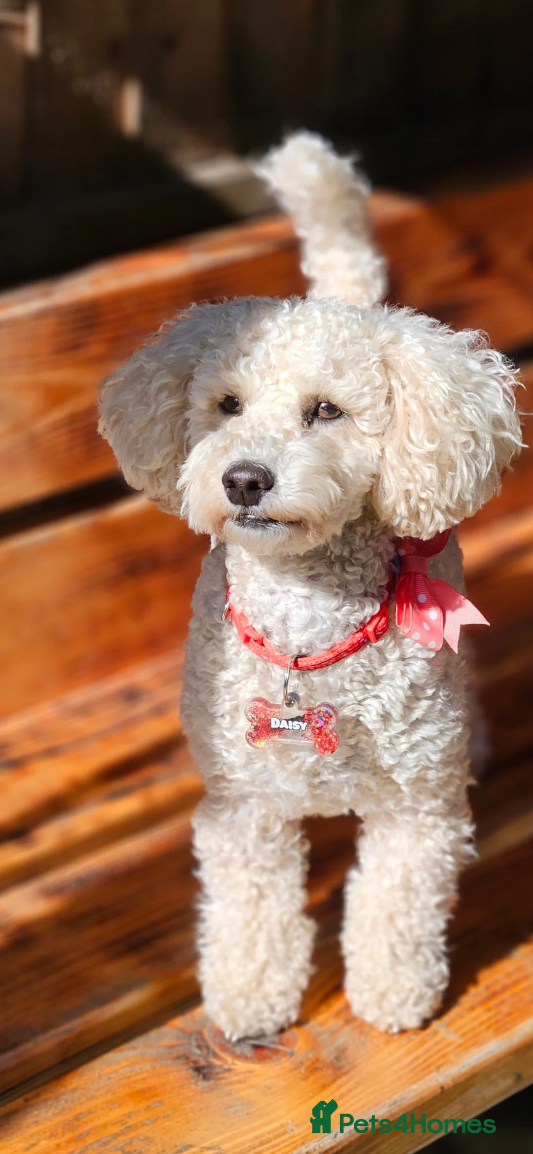 Poochon dogs for sale: Poochon Puppies  - Advert 2