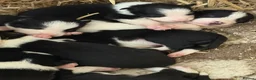 Border Collie dogs for sale: 10 border collie pups  in Corwen - Advert 6
