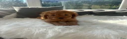 Cockapoo dogs for sale: F1 golden cockapoo puppies  - Advert 16