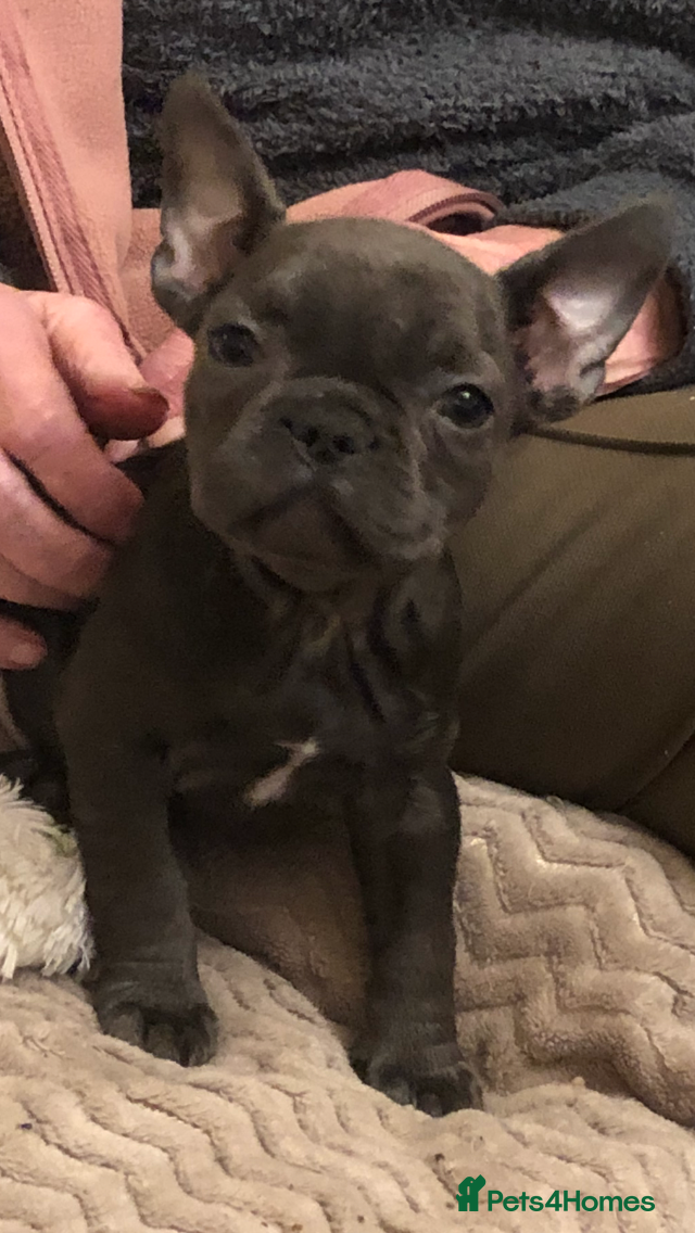 French Bulldog dogs QUALITY SOLID BLUE FRENCH BULLDOG PUPPIES  - Advert 6