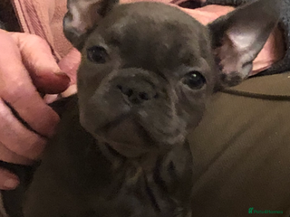 French Bulldog dogs QUALITY SOLID BLUE FRENCH BULLDOG PUPPIES - Advert 6