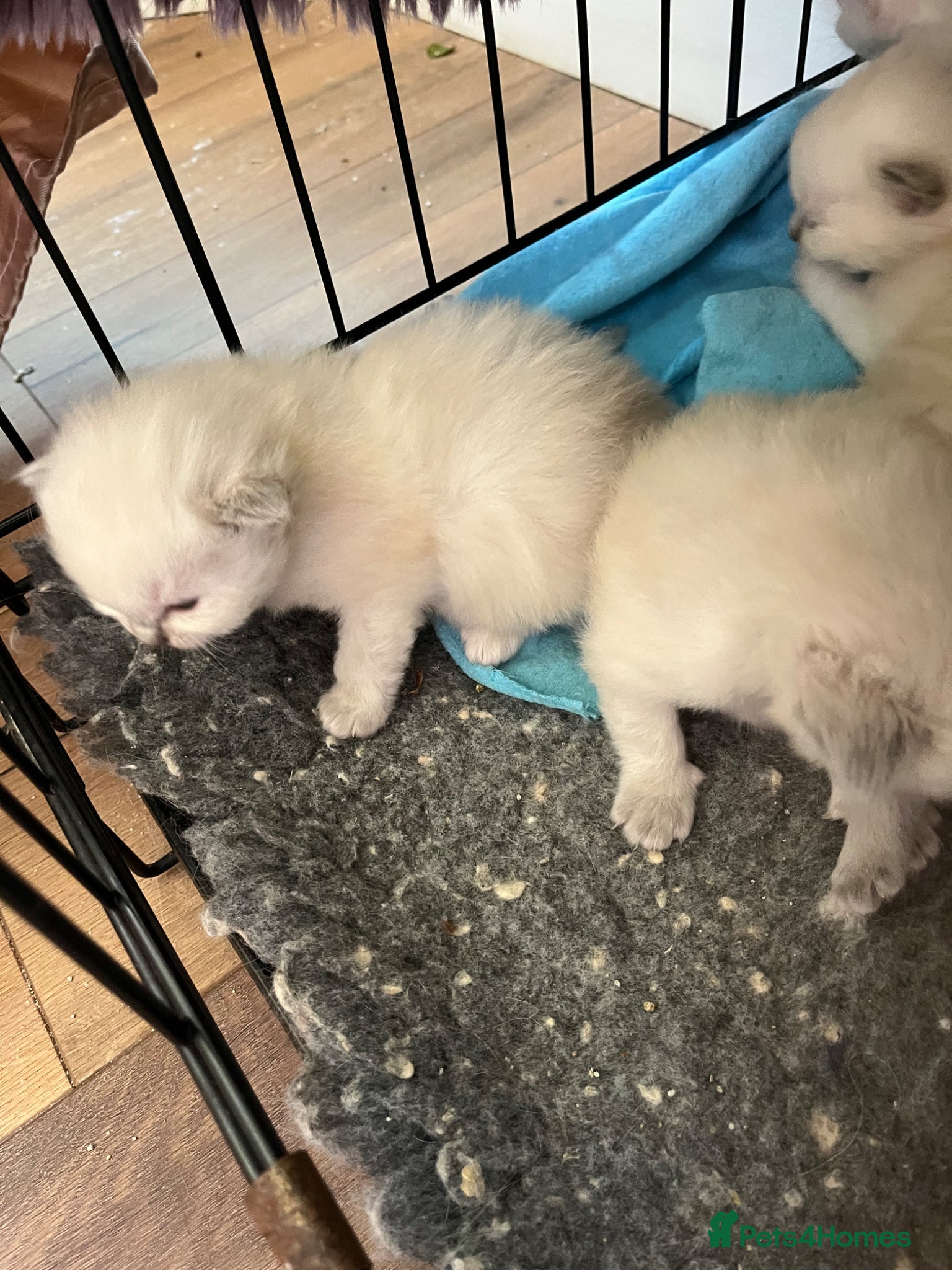 Ragdoll cats Beautiful Ragdoll kittens  - Advert 8