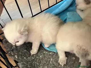 Ragdoll cats Beautiful Ragdoll kittens - Advert 8