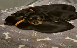 Dachshund dogs for sale: Standard Dachshund Puppies - Advert 1