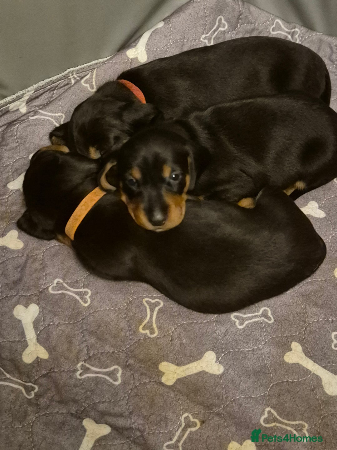 Dachshund dogs for sale: Standard Dachshund Puppies - Advert 1