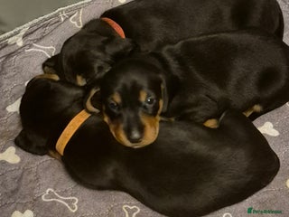 Dachshund dogs for sale: Standard Dachshund Puppies - Advert 1