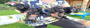 Cocker Spaniel 3