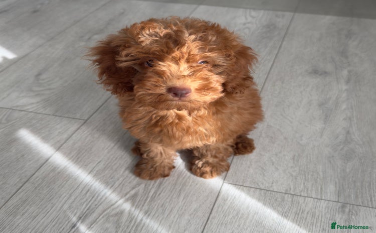 Cockapoo dogs - Advert 7