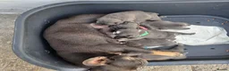 Mixed Breed dogs for sale: Stunning Merle French x English Bulldog puppies - Advert 14