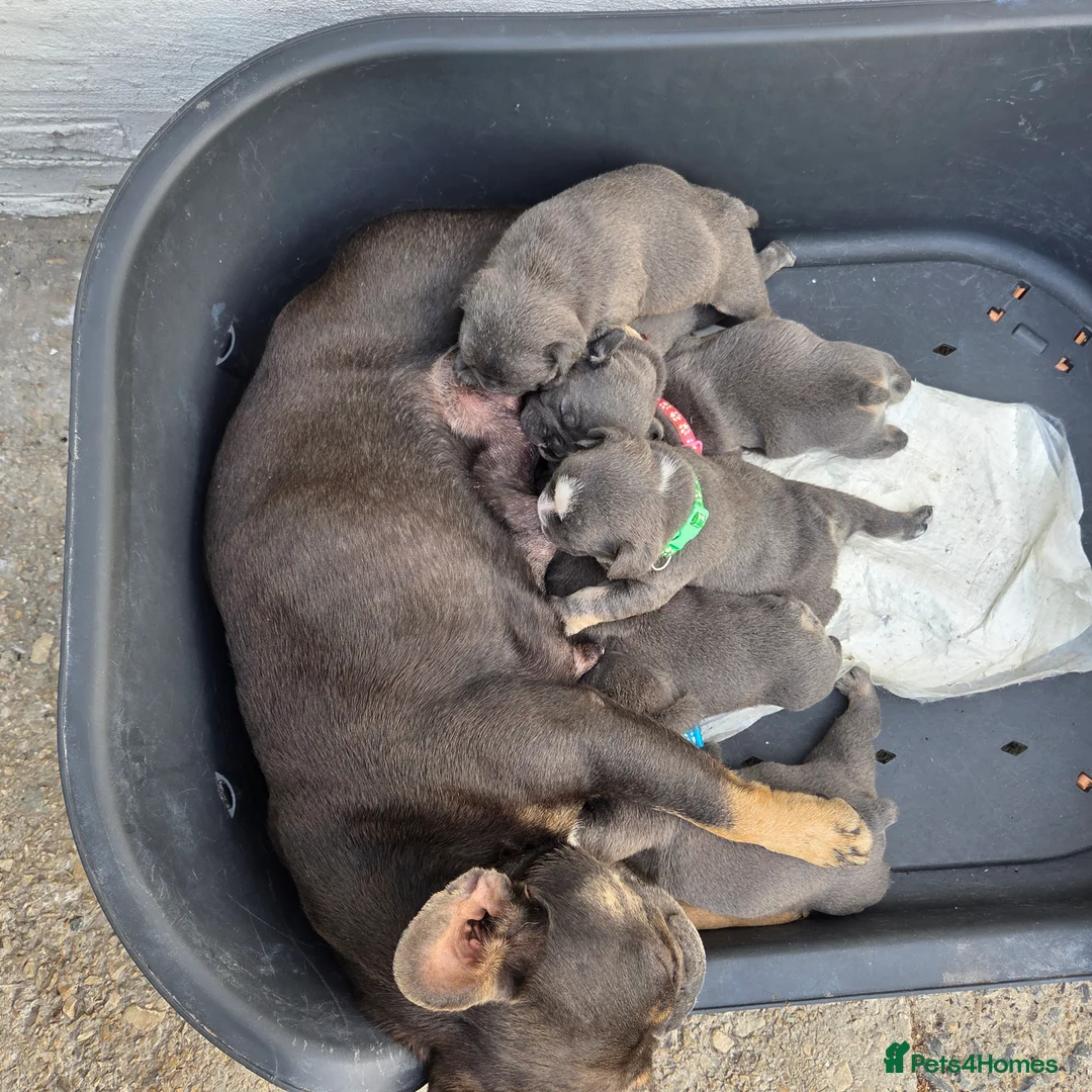 Mixed Breed dogs for sale: Stunning Merle French x English Bulldog puppies - Advert 14
