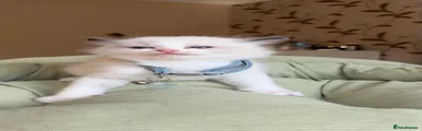 Ragdoll 3