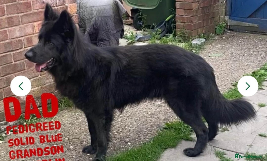 German Shepherd dogs for sale: German Shepherd pups ready end of August  - Image 38