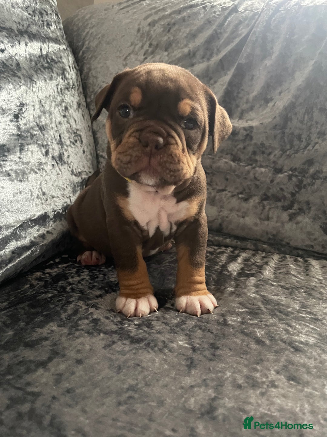 Olde English Bulldogge dogs for sale: NEBBR registered Olde English bulldogge puppies - Advert 22