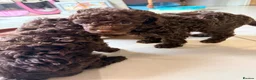 Toy Poodle dogs for sale: Stunning pure bred toy poodle pups  - Advert 5