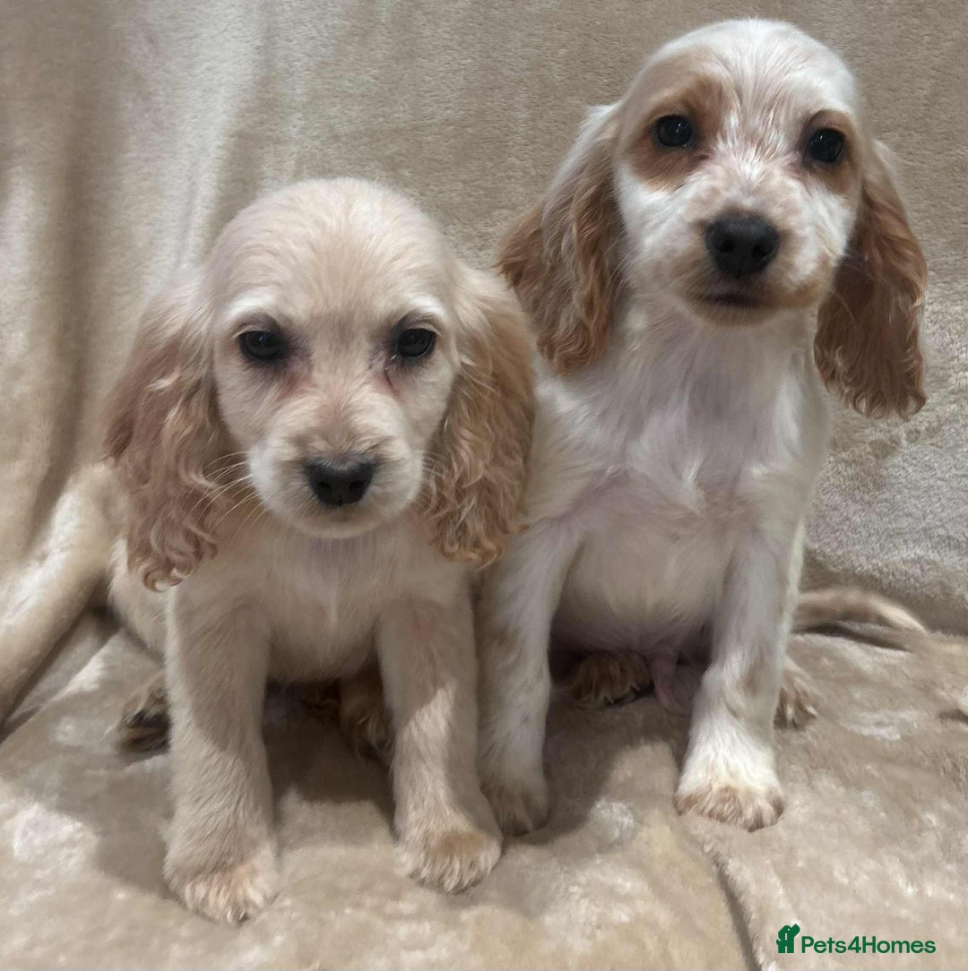 Cockapoo dogs for sale: Stunning cockapoo puppies - Advert 22