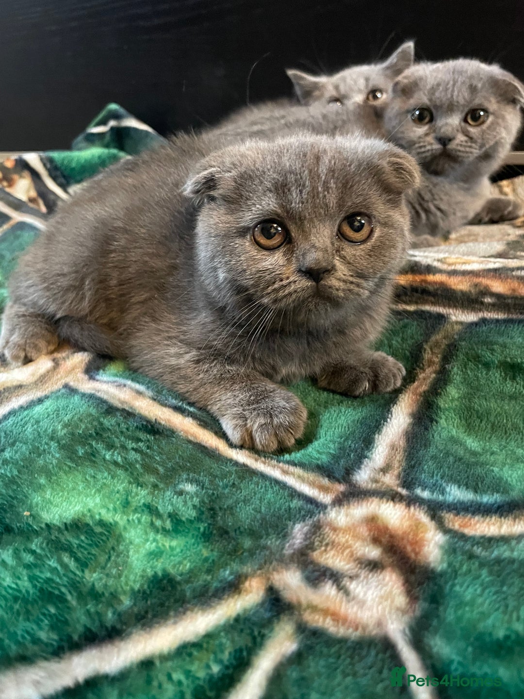 Scottish Fold cats for sale: Scottish fold kittens - Image 16