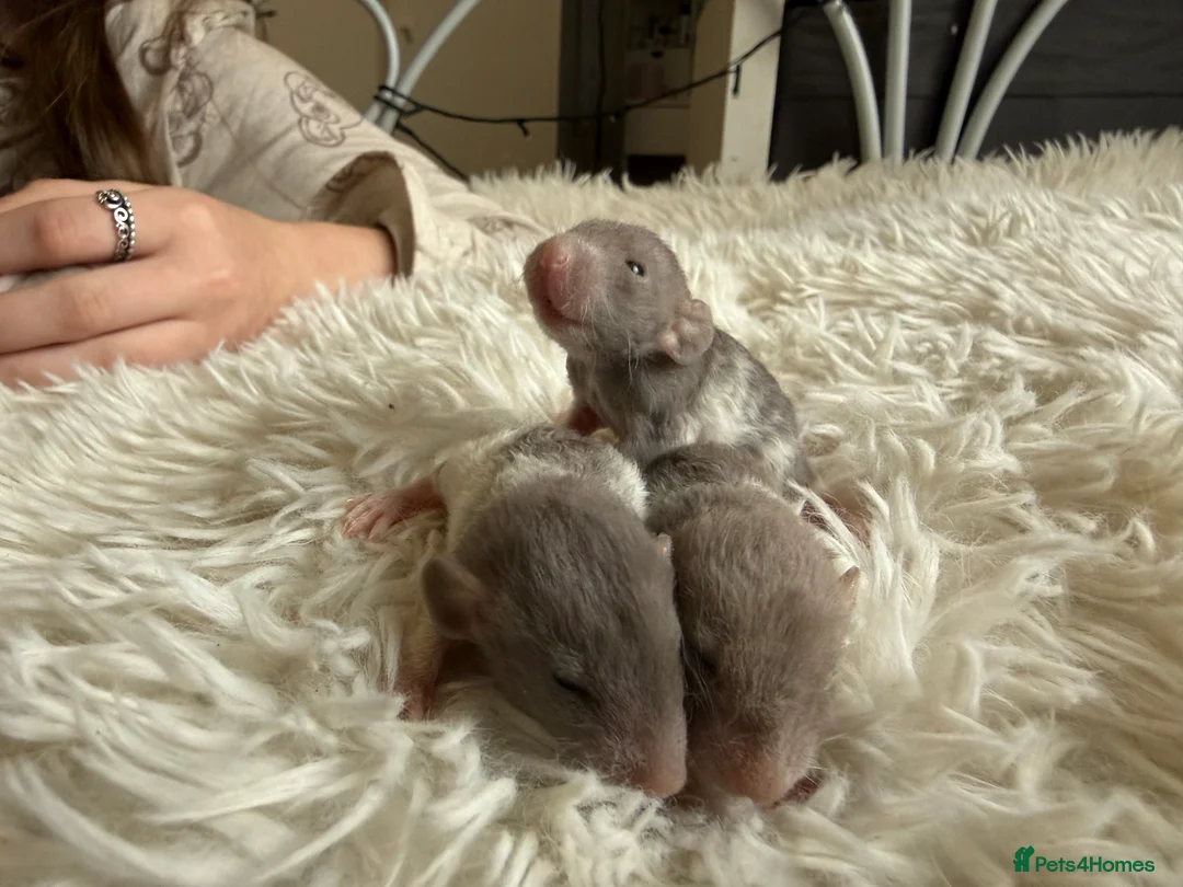 Rat rodents for sale: Baby rats looking for loving homes  - Advert 6