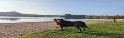 Labrador Retriever dogs for sale: Chocolate labrador retrievers  - Advert 16