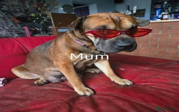 Mixed Breed dogs for sale: Shar Pei x Chow Last Pup available  - Image 6