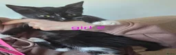 Mixed Breed cats for sale: Kittens looking for loving home walsall - Advert 5