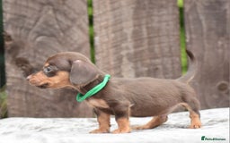 Miniature Dachshund dogs for sale: Miniature Dachshunds Chocolate and Tan Boys  - Image 5