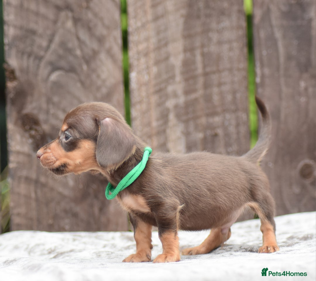 Miniature Dachshund dogs for sale: Miniature Dachshunds Chocolate and Tan Boys  - Image 5
