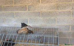 Chickens poultry for sale: 11 week old Serama frizzle bantams  in Milton Keynes - Advert 4