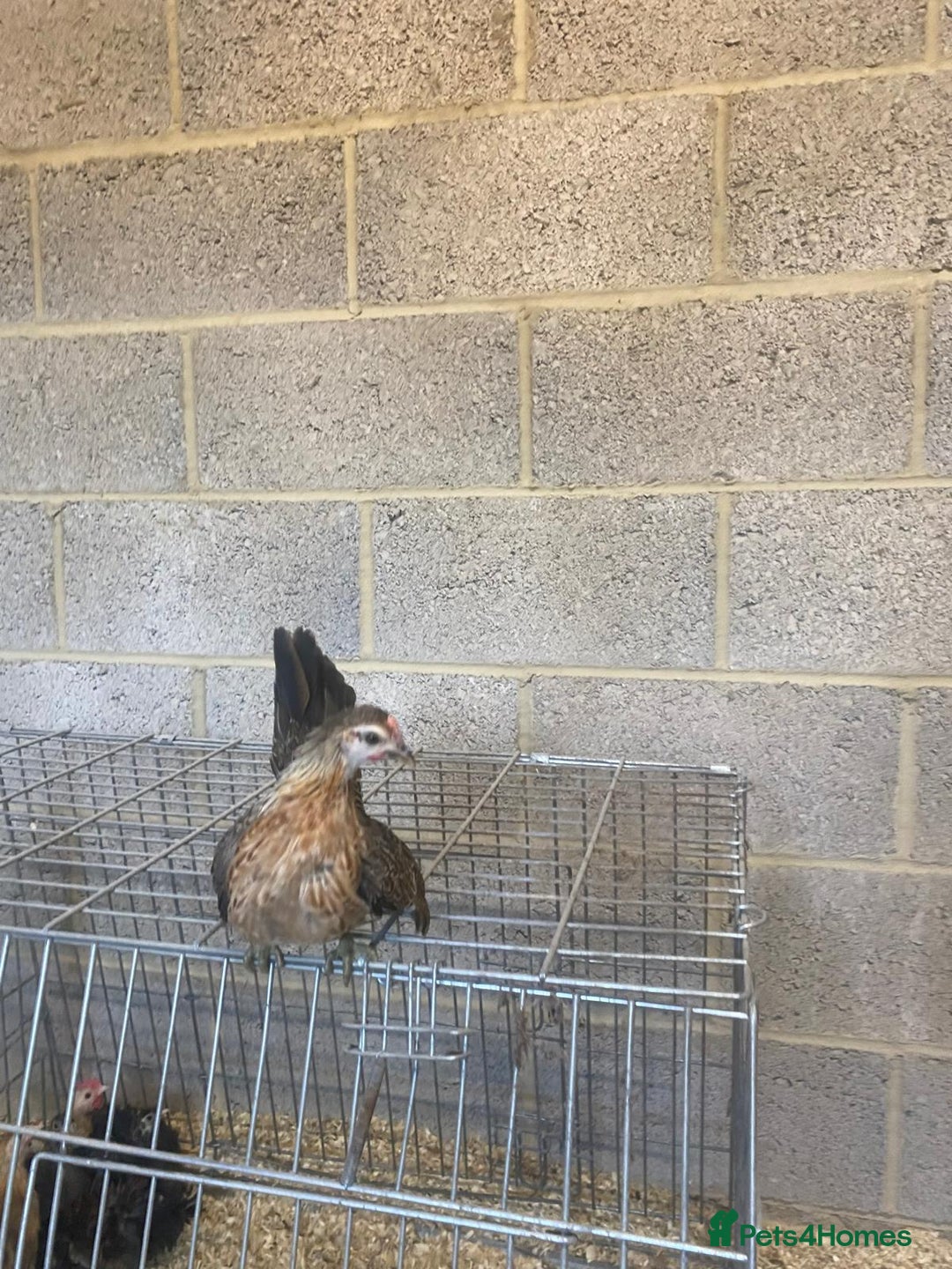 Chickens poultry for sale: 11 week old Serama frizzle bantams  in Milton Keynes - Advert 4